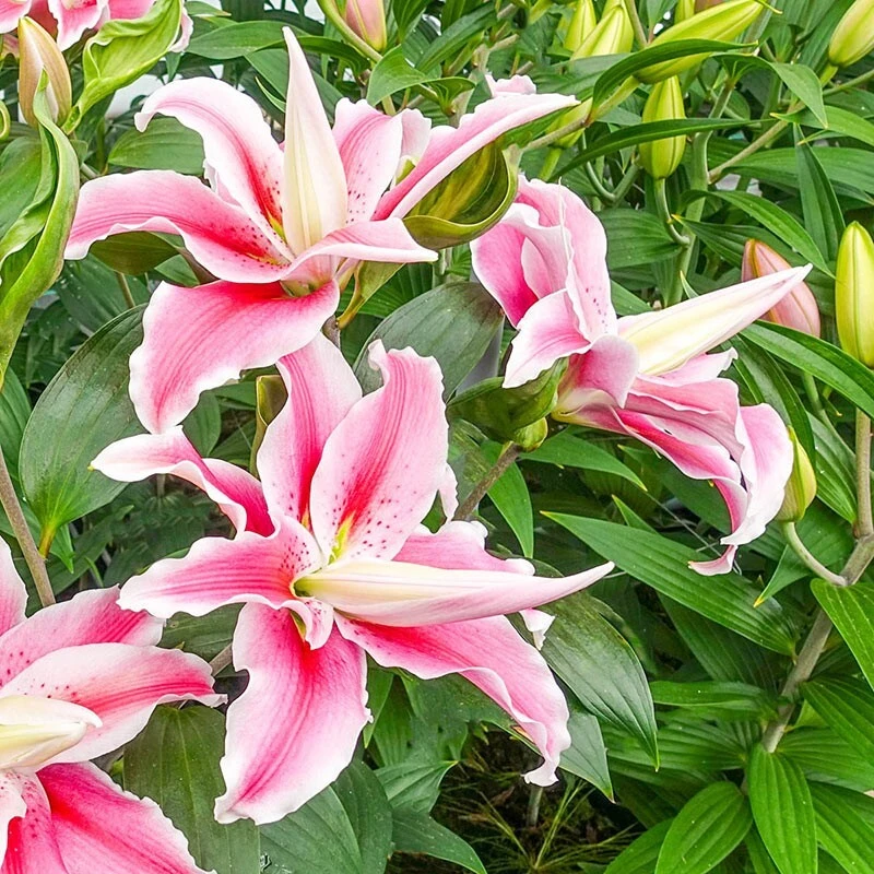 2 Distant Drum Double Oriental Lily Bulbs - Fragrant Pink/White Outdoor - Image 2