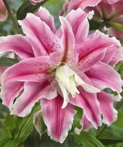 2 Distant Drum Double Oriental Lily Bulbs - Fragrant Pink/White Outdoor - Image 3
