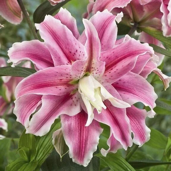 2 Distant Drum Double Oriental Lily Bulbs - Fragrant Pink/White Outdoor - Image 3