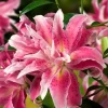 2 Distant Drum Double Oriental Lily Bulbs - Fragrant Pink/White Outdoor - Image 1