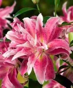 2 Distant Drum Double Oriental Lily Bulbs - Fragrant Pink/White Outdoor - Image 1