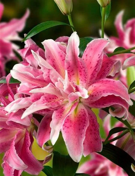 2 Distant Drum Double Oriental Lily Bulbs - Fragrant Pink/White Outdoor - Image 1