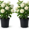 2 Double Bloom Jasmine Live Plants, 4-6 Inch Tall, Fragrant White Flowers - Image 1