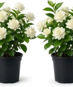 2 Double Bloom Jasmine Live Plants, 4-6 Inch Tall, Fragrant White Flowers - Image 1