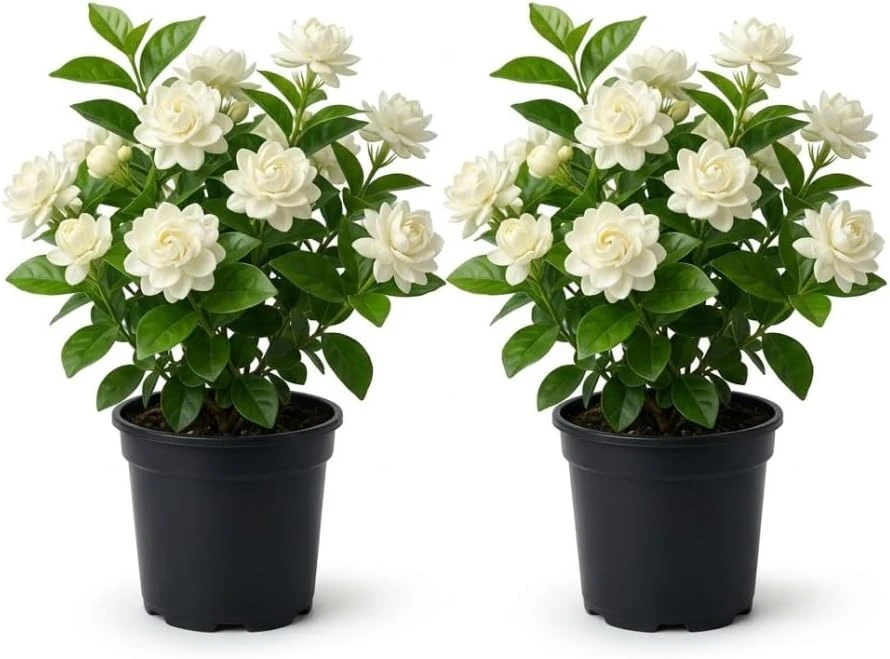 2 Double Bloom Jasmine Live Plants, 4-6 Inch Tall, Fragrant White Flowers - Image 1