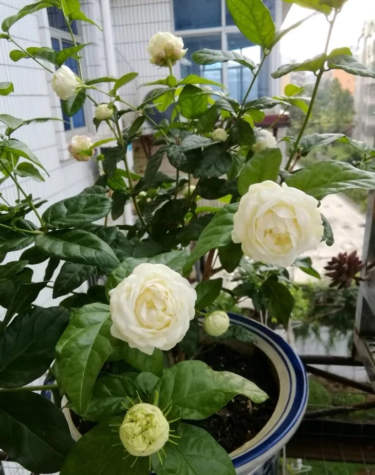 2 Double Bloom Jasmine Live Plants, 4-6 Inch Tall, Fragrant White Flowers - Image 2