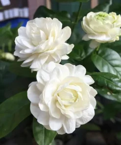 2 Double Bloom Jasmine Live Plants, 4-6 Inch Tall, Fragrant White Flowers - Image 3