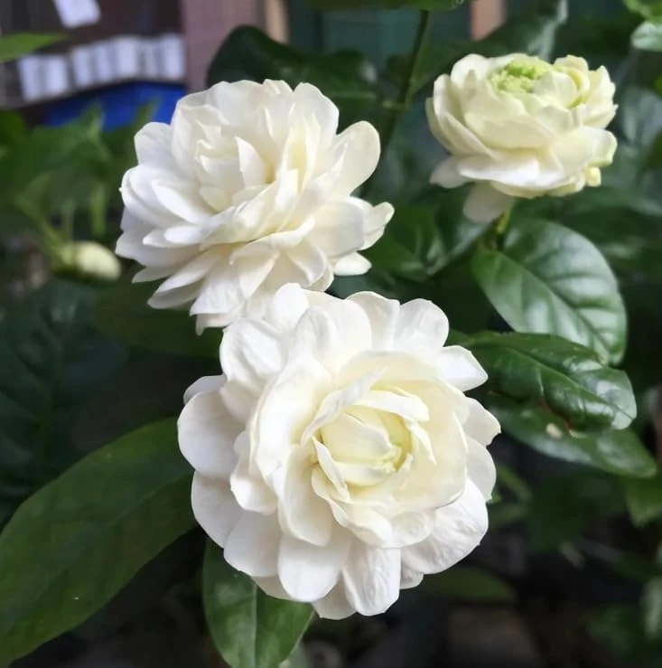2 Double Bloom Jasmine Live Plants, 4-6 Inch Tall, Fragrant White Flowers - Image 3