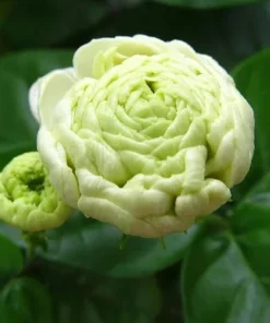 2 Double Bloom Jasmine Live Plants, 4-6 Inch Tall, Fragrant White Flowers - Image 4