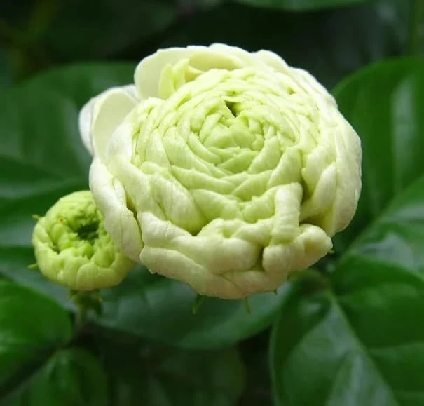 2 Double Bloom Jasmine Live Plants, 4-6 Inch Tall, Fragrant White Flowers - Image 4