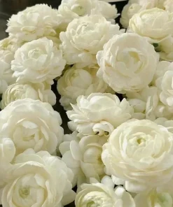 2 Double Bloom Jasmine Live Plants, 4-6 Inch Tall, Fragrant White Flowers - Image 5