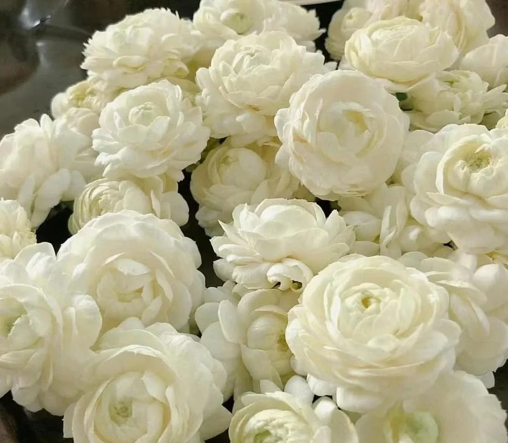2 Double Bloom Jasmine Live Plants, 4-6 Inch Tall, Fragrant White Flowers - Image 5