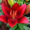 2 Ducati Asiatic Lily Flower Bulbs - Red Perennial for Outdoor Garden - Image 1