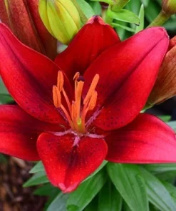 2 Ducati Asiatic Lily Flower Bulbs - Red Perennial for Outdoor Garden - Image 1