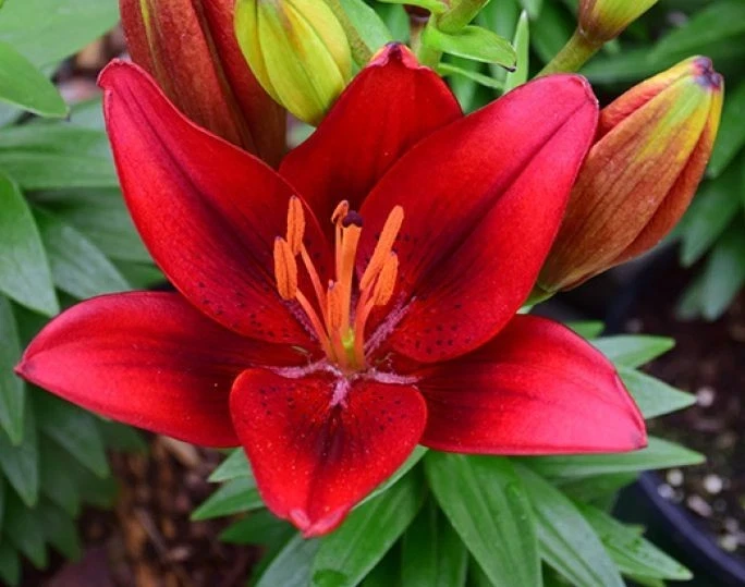 2 Ducati Asiatic Lily Flower Bulbs - Red Perennial for Outdoor Garden - Image 1