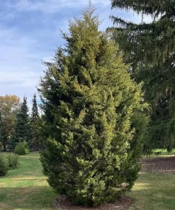 2 Eastern Red Cedar Live Plants - 10-16