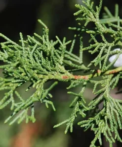 2 Eastern Red Cedar Live Plants - 10-16