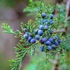 2 Eastern Red Cedar Live Plants - 10-16" Tall in Quart Pots - Image 1