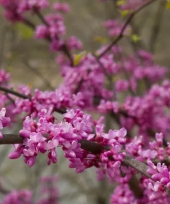 2 Eastern Redbud Tree Live Plants - Rosy Pink Spring Blooms, Outdoor - Image 3