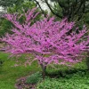 2 Eastern Redbud Tree Live Plants - Rosy Pink Spring Blooms, Outdoor - Image 1
