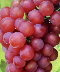 2 Einset Seedless Grape Vine Live Plants - 1-2 Yr Old, Ready for Planting, Outdoor - Image 2