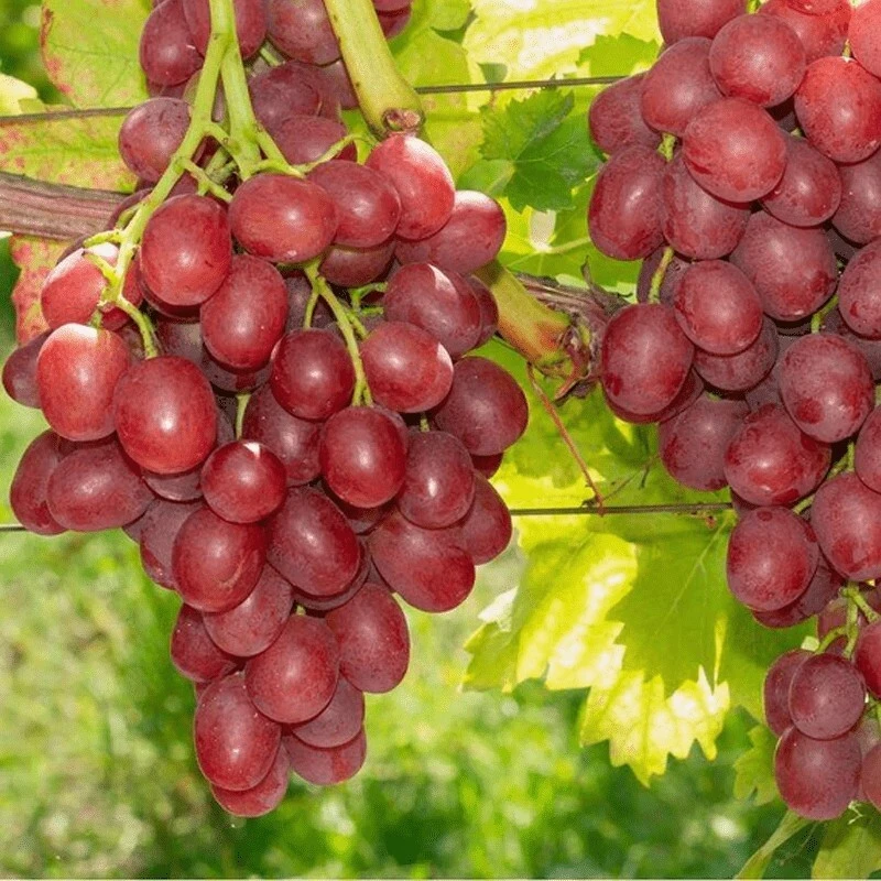 2 Einset Seedless Grape Vine Live Plants - 1-2 Yr Old, Ready for Planting, Outdoor - Image 3