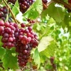 2 Einset Seedless Grape Vine Live Plants - 1-2 Yr Old, Ready for Planting, Outdoor - Image 1