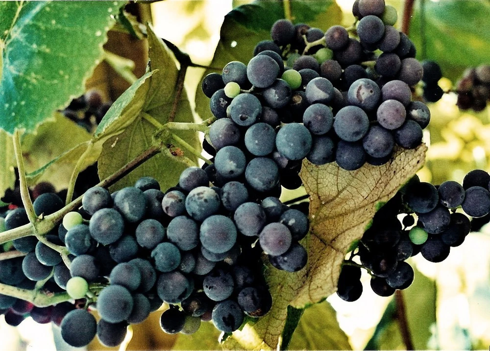 2 Faith Seedless Live Grape Vine Plants - 1-2 Year Old, Outdoor, Blue Grapes - Image 2