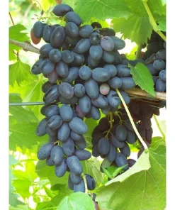 2 Faith Seedless Live Grape Vine Plants - 1-2 Year Old, Outdoor, Blue Grapes - Image 1