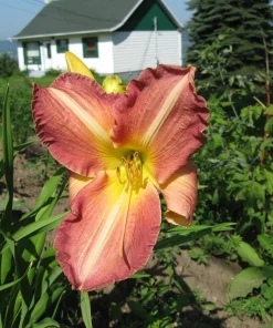 2 George Celeb Bingham Daylily Bulbs - Perennial Flower Bare Root Plants Outdoor - Image 2