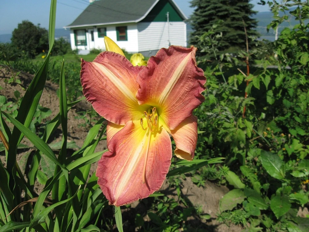 2 George Celeb Bingham Daylily Bulbs - Perennial Flower Bare Root Plants Outdoor - Image 2