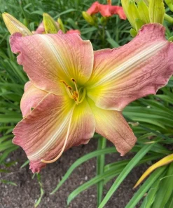 2 George Celeb Bingham Daylily Bulbs - Perennial Flower Bare Root Plants Outdoor - Image 3