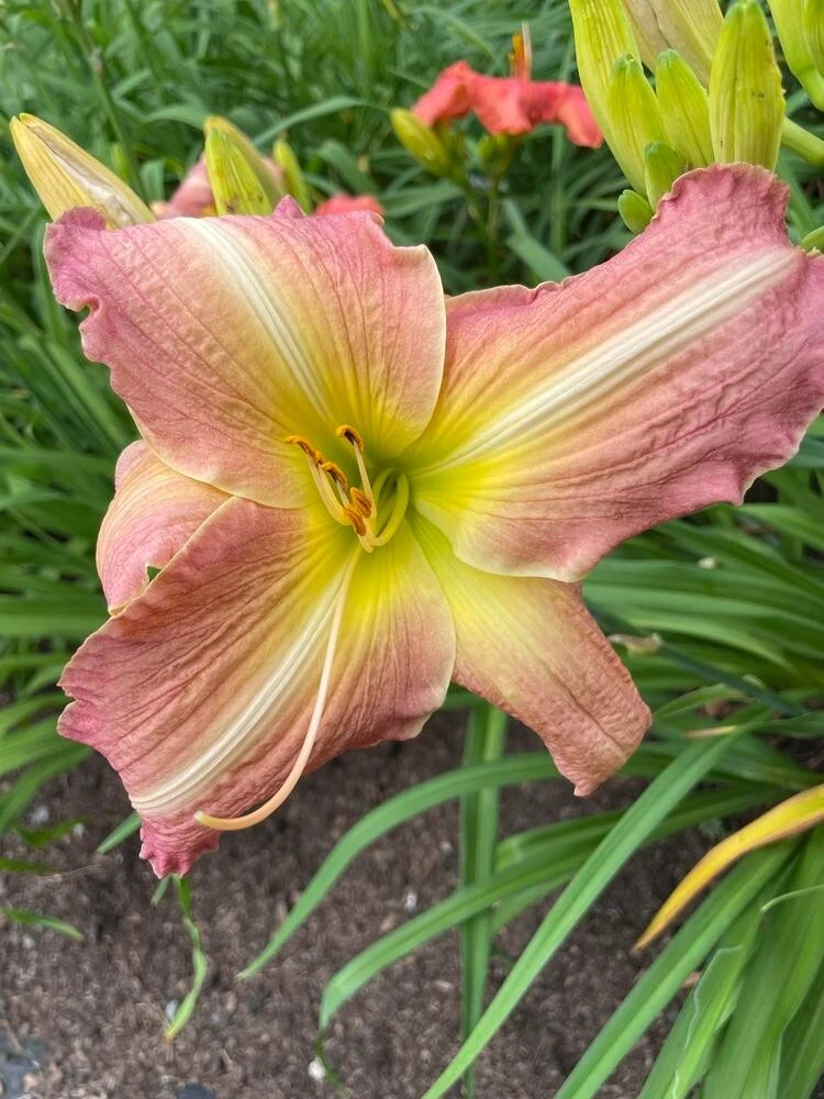 2 George Celeb Bingham Daylily Bulbs - Perennial Flower Bare Root Plants Outdoor - Image 3