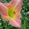 2 George Celeb Bingham Daylily Bulbs - Perennial Flower Bare Root Plants Outdoor - Image 1