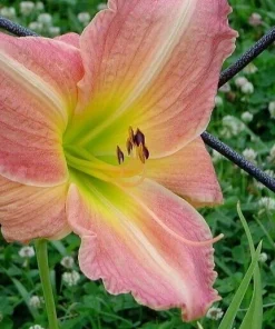 2 George Celeb Bingham Daylily Bulbs - Perennial Flower Bare Root Plants Outdoor - Image 1
