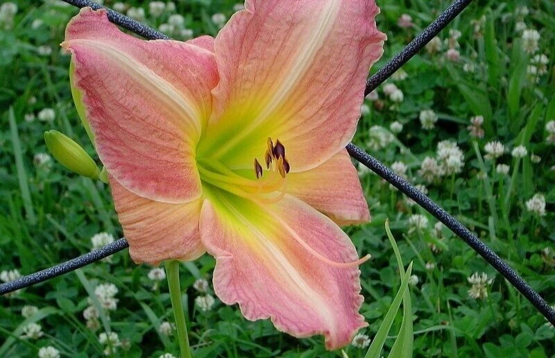 2 George Celeb Bingham Daylily Bulbs - Perennial Flower Bare Root Plants Outdoor - Image 1