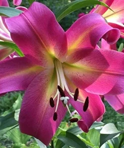2 Giant Orienpet Lily Emopli Flower Bulbs - Perennial, Intense Color, Outdoor - Image 2
