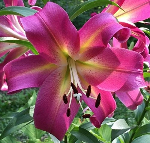 2 Giant Orienpet Lily Emopli Flower Bulbs - Perennial, Intense Color, Outdoor - Image 2