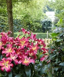 2 Giant Orienpet Lily Emopli Flower Bulbs - Perennial, Intense Color, Outdoor - Image 3