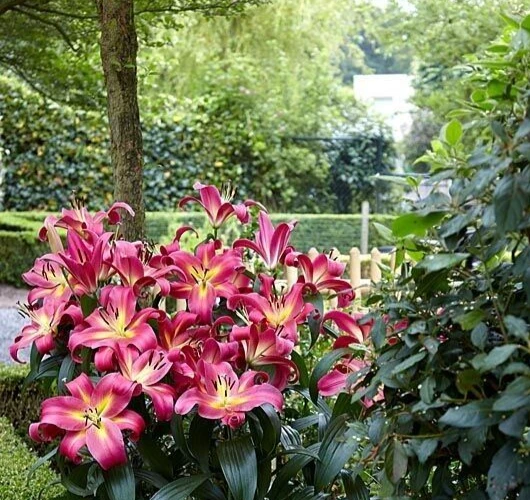 2 Giant Orienpet Lily Emopli Flower Bulbs - Perennial, Intense Color, Outdoor - Image 3