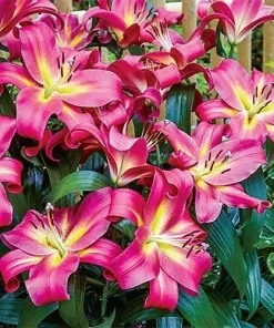 2 Giant Orienpet Lily Emopli Flower Bulbs - Perennial, Intense Color, Outdoor - Image 1