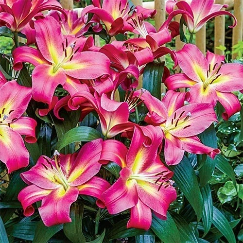 2 Giant Orienpet Lily Emopli Flower Bulbs - Perennial, Intense Color, Outdoor - Image 1