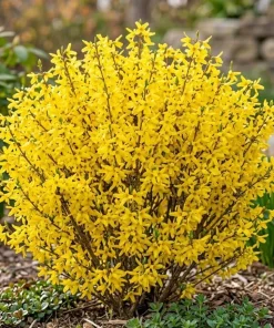 2 Gold Forsythia Live Plants, Golden Bells Shrubs, 6-12