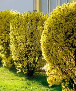 2 Gold Forsythia Live Plants, Golden Bells Shrubs, 6-12