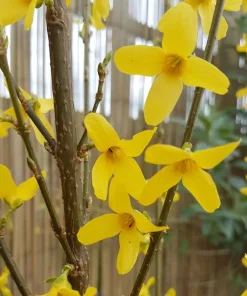 2 Gold Forsythia Live Plants, Golden Bells Shrubs, 6-12
