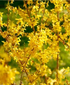 2 Gold Forsythia Live Plants, Golden Bells Shrubs, 6-12