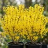 2 Gold Forsythia Live Plants, Golden Bells Shrubs, 6-12" Tall in 4" Pots, Outdoor - Image 1