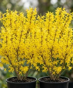 2 Gold Forsythia Live Plants, Golden Bells Shrubs, 6-12" Tall in 4" Pots, Outdoor - Image 1