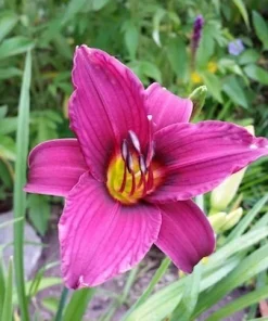 2 Grape Magic Daylily Perennial Flower Bare Root Plants - Purple/Yellow Outdoor - Image 2