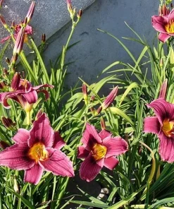 2 Grape Magic Daylily Perennial Flower Bare Root Plants - Purple/Yellow Outdoor - Image 3